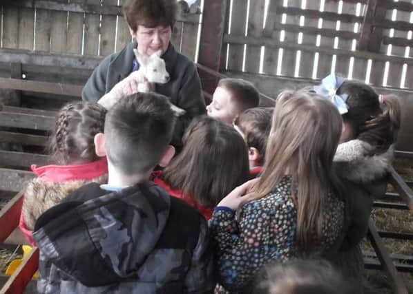 Children look at newborn lambs in the lambing shed