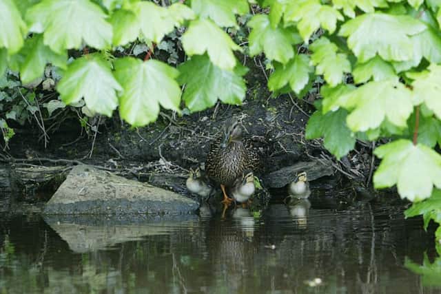 Spring time in Brighouse : Mallard duck and ducklings on the Calder and Hebble Navigation canal near Brighouse