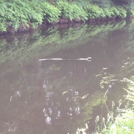 Andrew Michnik sent us this photograph of what he thinks might be a Crocodile lurking in the depths of the Calder and Hebble Navigation