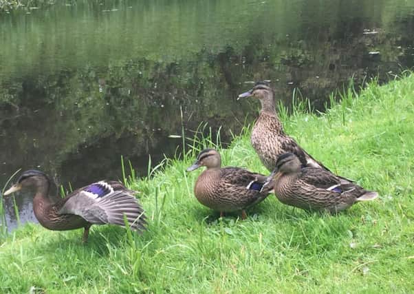 FThis lovely photo of ducks on the canal bank at Copley was taken by Ruth Greenwood.