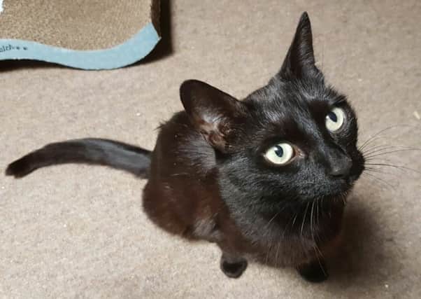Ebony and her kittens were thrown out by their owner