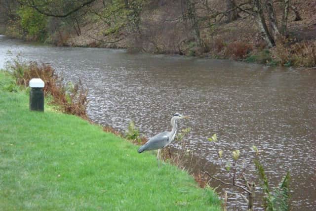 A heron on the canal bank at Walsden, just behind the junior school.