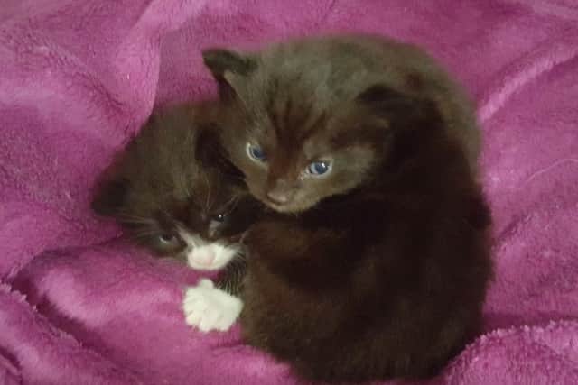 Ebony and her two kittens are now happy and healthy