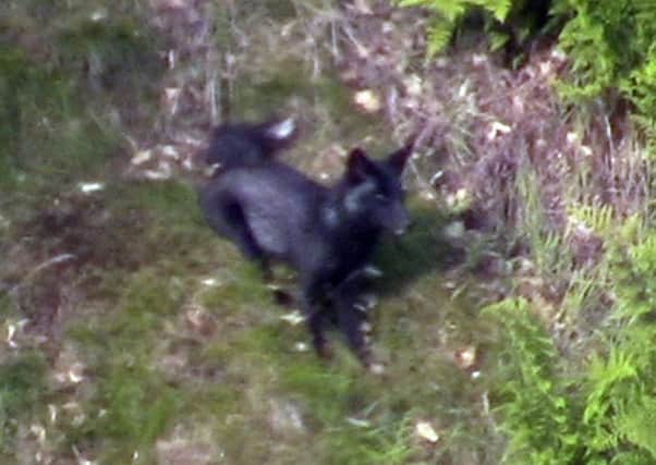 Video grab from shows Robert Burn from Halifax, West Yorkshire who has captured footage of a rare black fox cub from his kitchen window. See Ross Parry copy RPYFOX : A nature enthusiast couldn't believe his 'bad luck' when he caught a glimpse of a rare BLACK fox. Chuffed Robert Burn - who has since dubbed himself "Black Fox Bob" - spotted the striking beast playing in the fields from his window kitchen window. The scarce animal was playing with another fox near his home in Halifax, West Yorks. Robert said: "I was looking out of the window thinking there was a black cat at the other side of the valley. "I got my binoculars and thought 'its a black fox'."