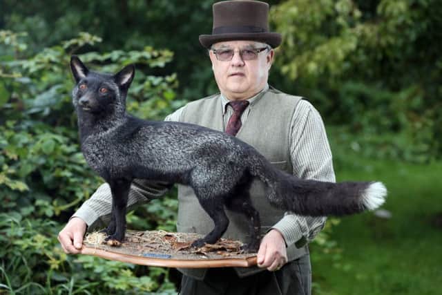 Animal lover Robert Burn from Halifax, West Yorkshire, who discovered and filmed a black fox playing in the land behind his home. The retired farm worker was distraught when he heard that the fox had been run over so he decided to have him stuffed and put on display in his living room - 30 August 2016. Video available - See copy Kevin Donald. A retired farm worker from West Yorkshire who hit the headlines last year when capturing live footage of an extremely rare black fox in his garden has ensured immortality for the cherised animal, which has since died, by having it professionally stuffed and mounted. Robert Burn Â¬ aka Black Fox BobÂ¬" Â¬ of Boothtown, Halifax, was thought to be the first person ever film a black fox when he shot a video of it from his kitchen window, a story that captured the hearts of millions when it featured on BBCÂ¬"s The One ShowÂ¬" and in the local and national press. Mr Burn spent nine months filming black fox and his red vixen galavanting in his garden and surrounding cou