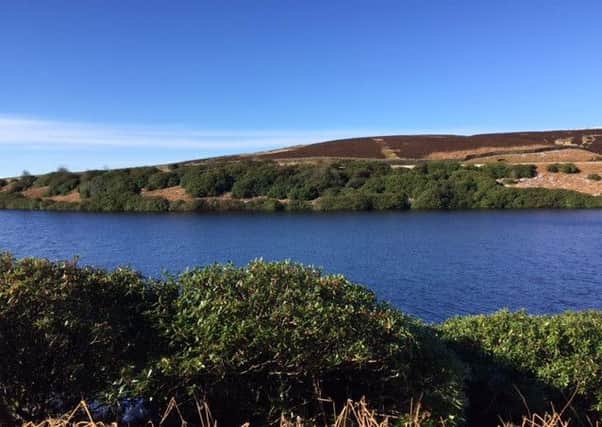 The invasive rhododendron bushes by Walshaw Dean Reservoirs