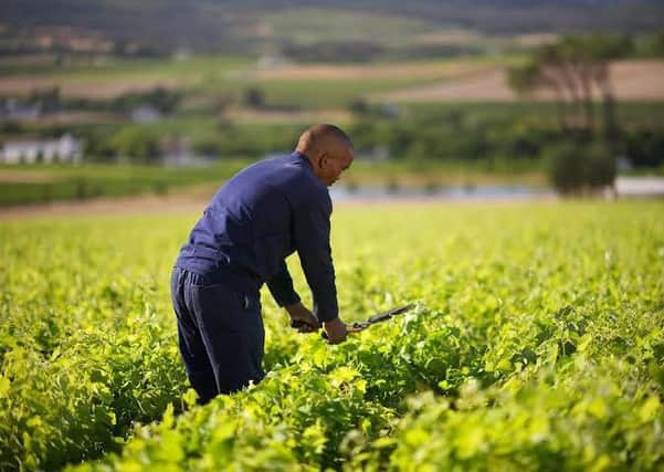 Worker from a South African Fairtrade wine producer