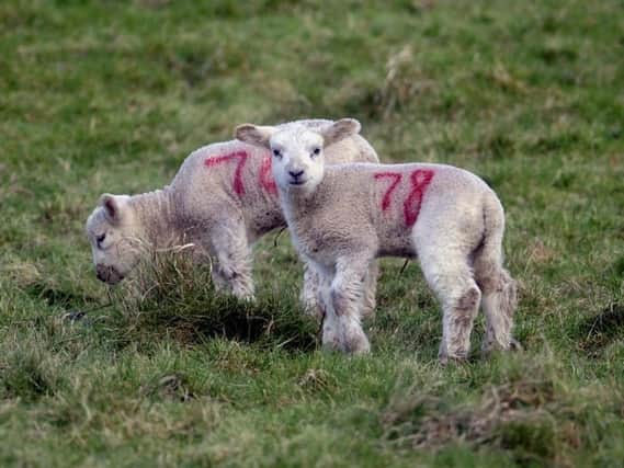Yorkshire lambs enjoying the spring-like conditions on the moors.