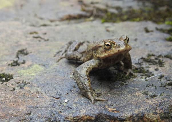 Hundreds of toads are killed every year on Todmorden's roads