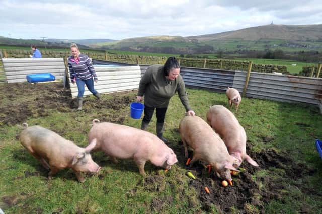 5 April 2017......        Anne McDonald and Sarah Newsome with their pigs on  Cross Gap Farm, Todmorden. Picture Tony Johnson.