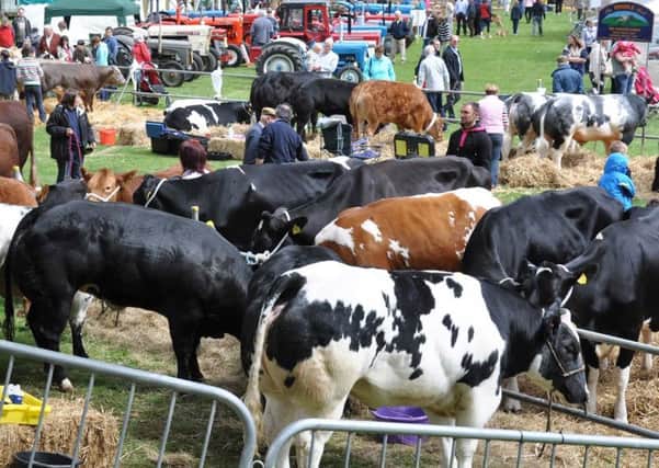 Top cattle: one of the Todmorden Show sections