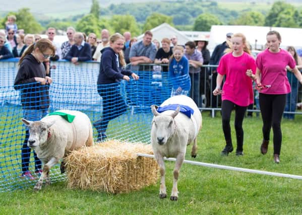 Sheep racing, at Todmorden Country Fair, Centre Vale Park