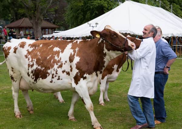 Big Beasts: Sections like the cattle are always popular at Todmorden Agricultural Show