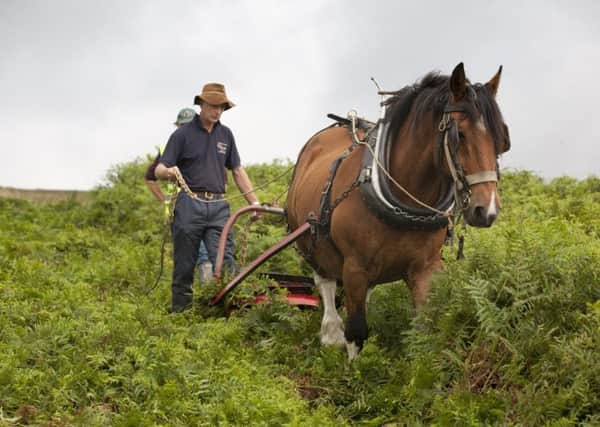 Extra power: A working horse helped the 30-strong team of volunteers