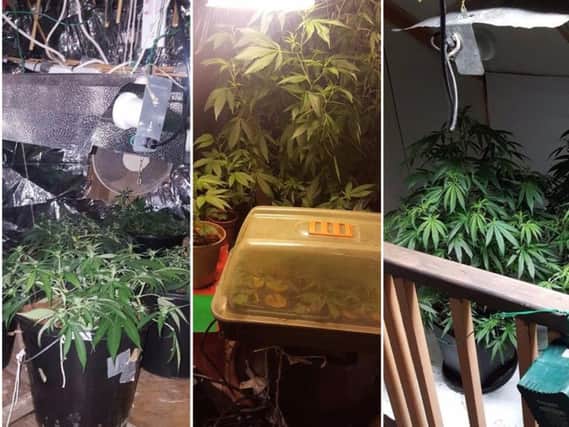 Cannabis plants found at addresses in Halifax (Picture West Yorkshire Police)