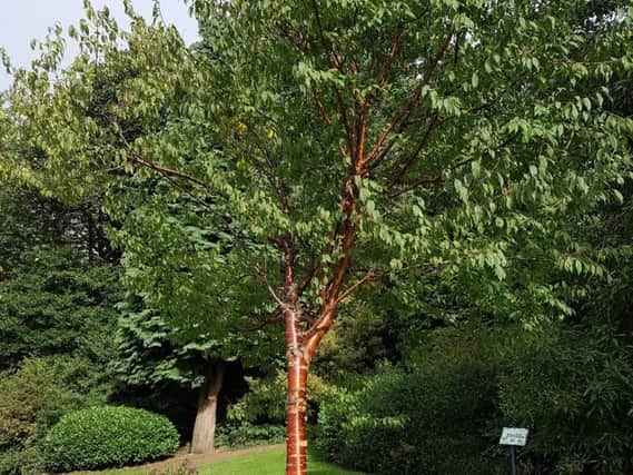 An example of one of the tree varieties available to sponsor as part of the buy a park a tree scheme