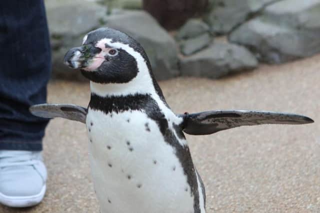 Penguin plays cupid at the Sealife centre in Scarborough