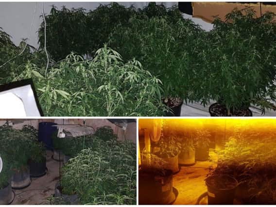 Cannabis plants found in Calderdale (Pictures: West Yorkshire Police)