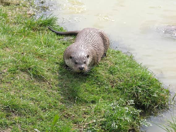 Brighouse Angling Association are trying to tackle an otter problem