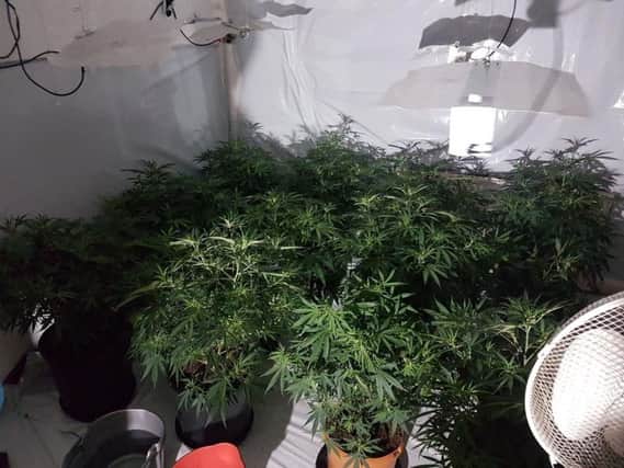 Cannabis plants found in the Park ward on January 13. (Pic: West Yorkshire Police)