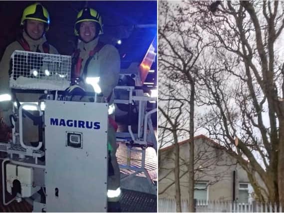 Firefighters rescue cat stuck in tree in Elland