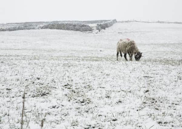 Sheep in the snow in Calderdale this weekend