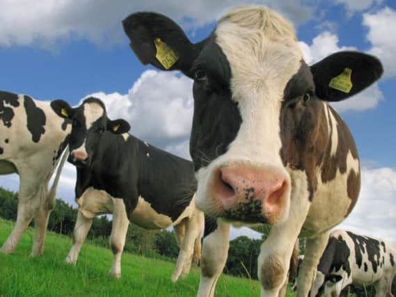 Cow flatulence isnt one of the main culrpits of climate change