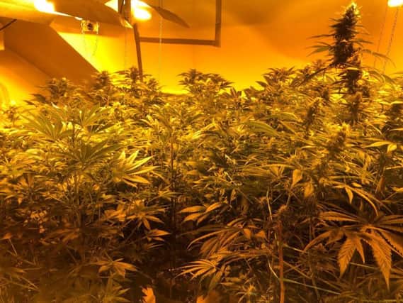 Cannabis plants found in Halifax town centre (picture: West Yorkshire Police)
