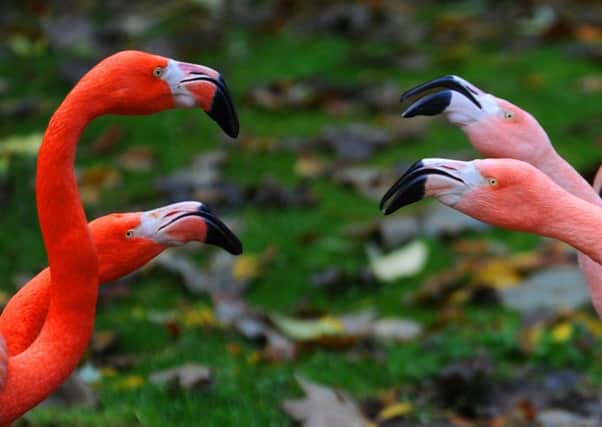 Lotherton Hall Bird Garden. Greater Flamingo.