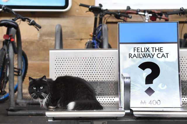 Many people think it was Felix the Huddersfield Station Cat that swung it for the town