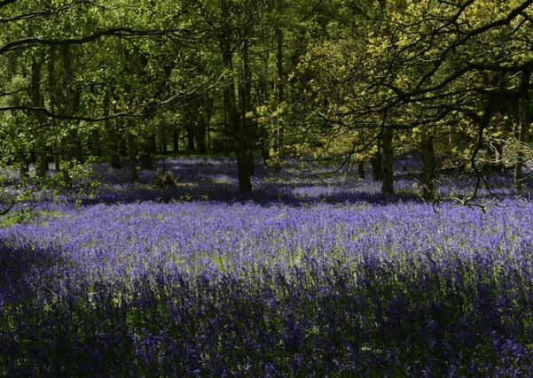 A carpet of bluebells in Farnhill Woods near Skipton. Picture Bruce Rollinson