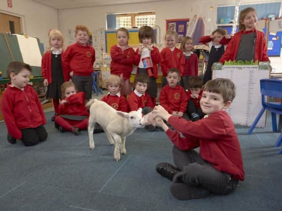 A Spring lamb visited children at Heptonstall School