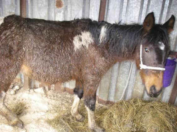 This horse, Juliette, was seized from its owner in Shipley, Bradford, and is now being cared for in the south of England