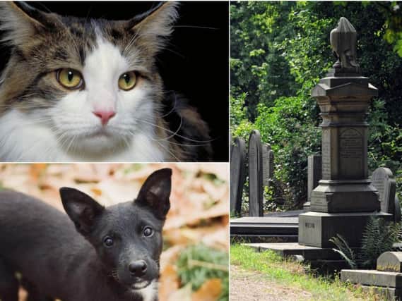 Pet cemetery plan