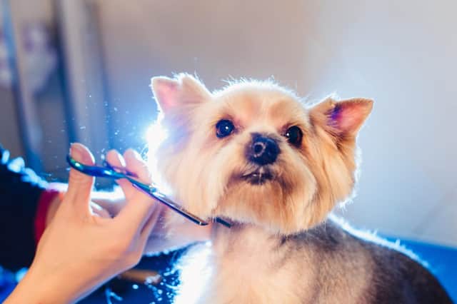 The new eight part programme aims to find the best dog groomer in the UK (Photo: Shutterstock)