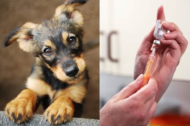 Vaccinating domestic animals against Covid-19 may be necessary in the future (Photo: Shutterstock/Getty Images)