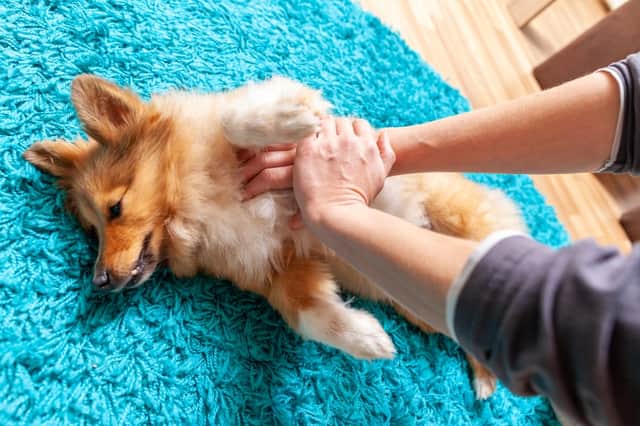 How to deal with the most common pet first aid emergencies - from choking to seizures (Photo: Shutterstock)